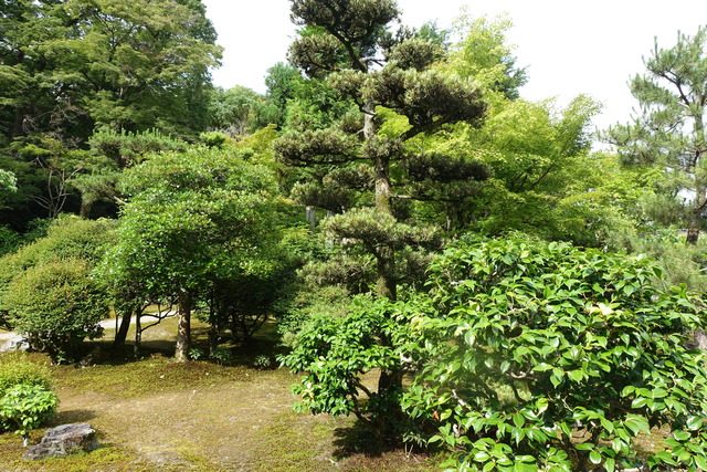 槇　の花 (5)