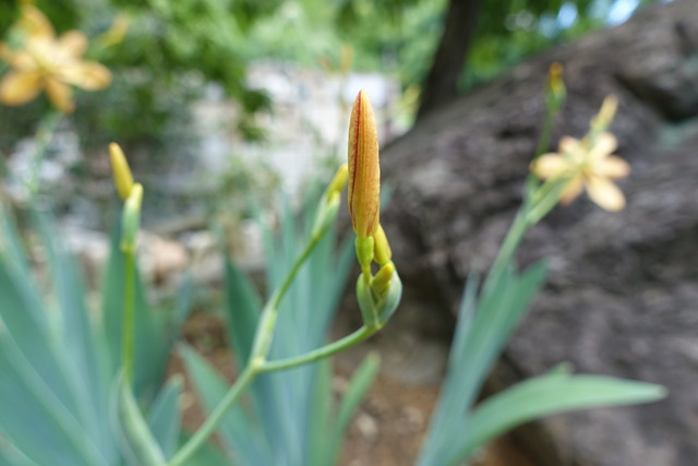 檜扇　花日本庭園亀 (5)