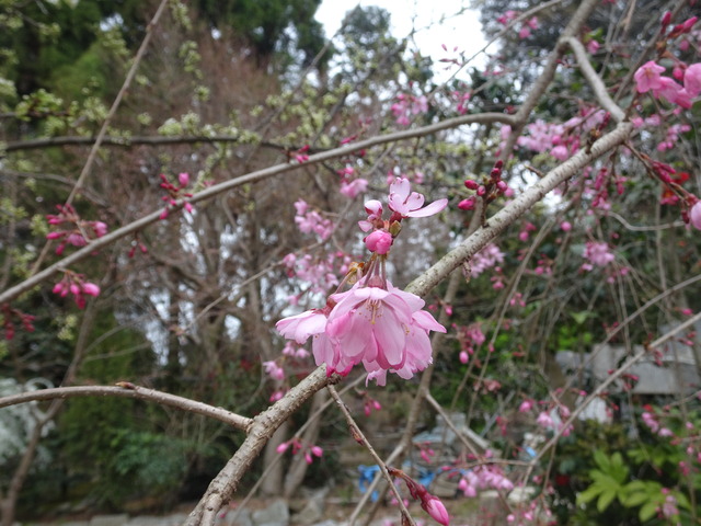 しだれ桜　花開花　日本庭園 (3)