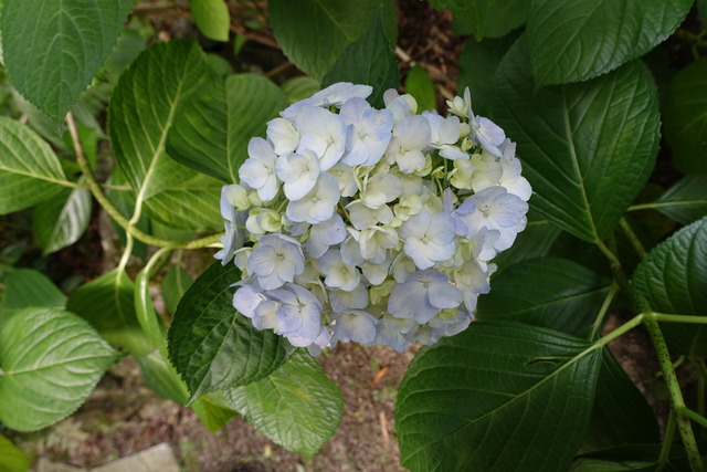 紫陽花　花変遷 (4)