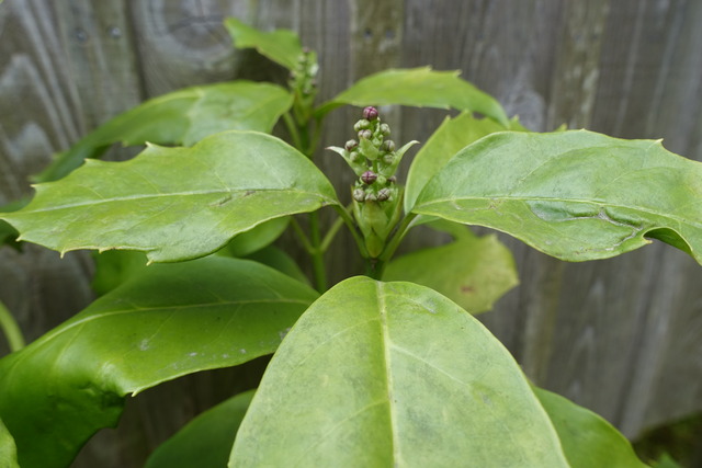 青木 花 地味牛横参道 (3)