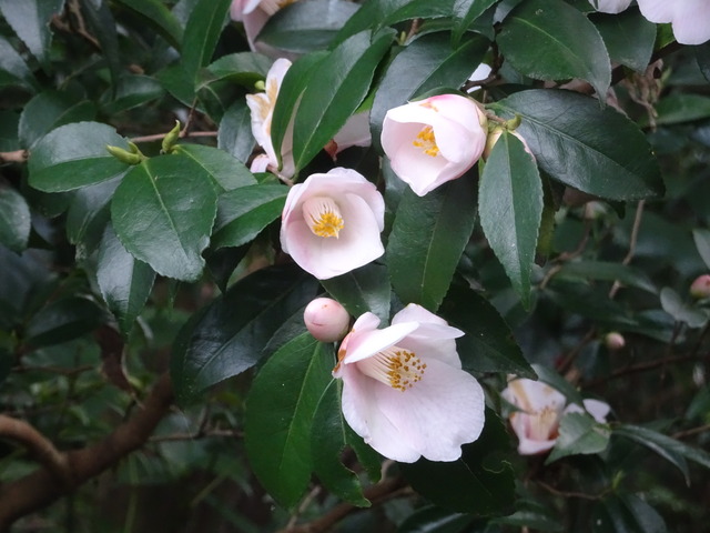 山茶花　ピンク　花満開+一輪　参道 (5)