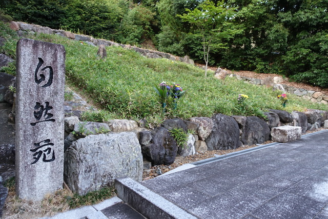 彼岸花　自然苑　花芽2410 (1)