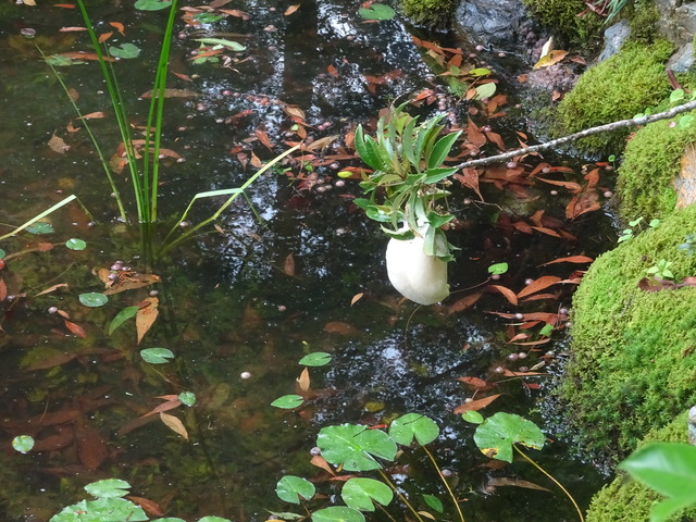 モリアオガエル　最後のタナゴ　池 (2)