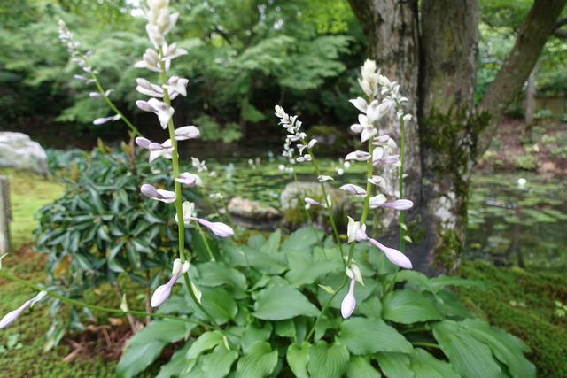 ギボシ　庭池の北　紅葉の下 (1)