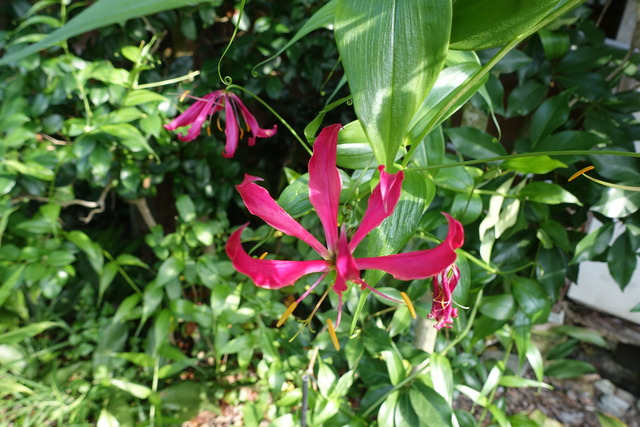 ゲゲゲの鬼太郎　グロリオサ　花 (3)
