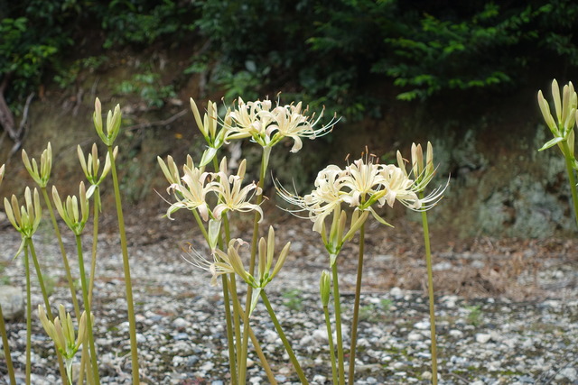 彼岸花　白　花 (4)