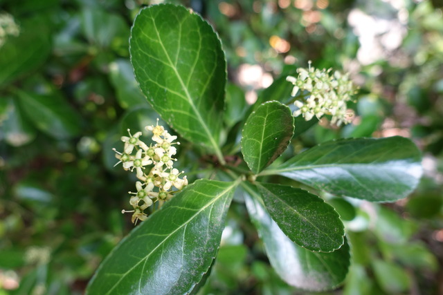 まゆみ　花　開花 (2)