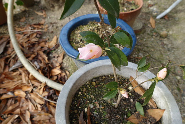 山茶花　ピンク　花開花 (2)