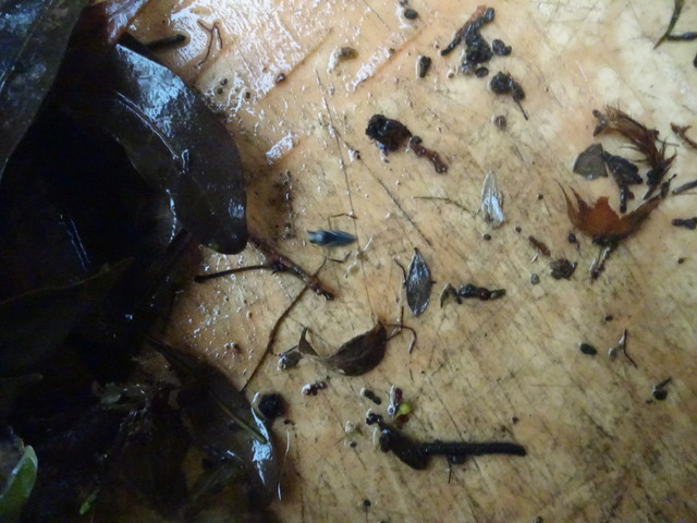 虫　池　ゴミ取りの時 (1)