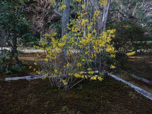 レンギョウ　黄色い花　小門　花 (6)