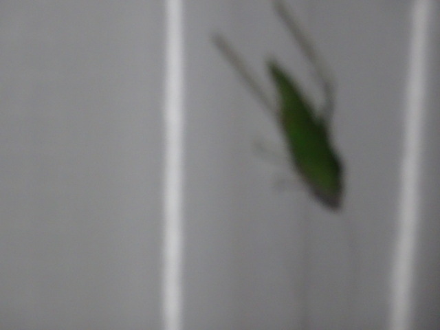 虫　秋の虫キリギリス　 (3)