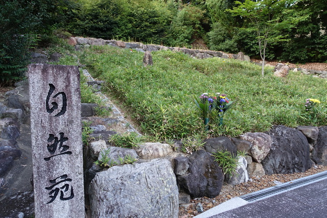 彼岸花　自然苑　植え　花芽2410 (2)