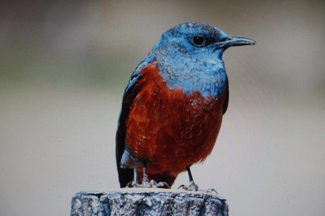 イソヒヨドリ (3)