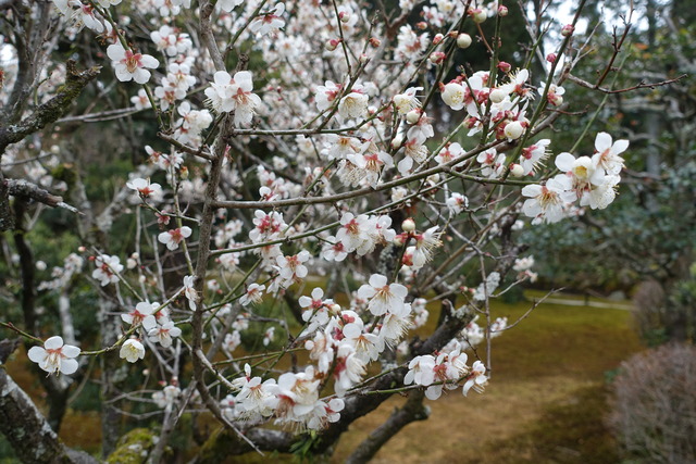 梅　白梅　庭満開 (3)