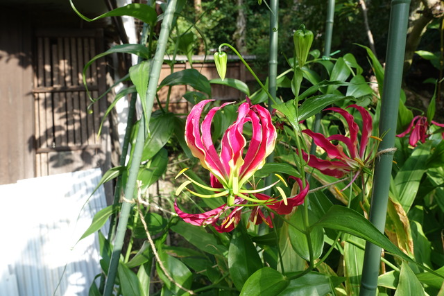 ゲゲノ鬼太郎　花 (3)