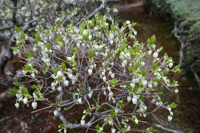 ドウダンツツジ　花　山門１ (4)