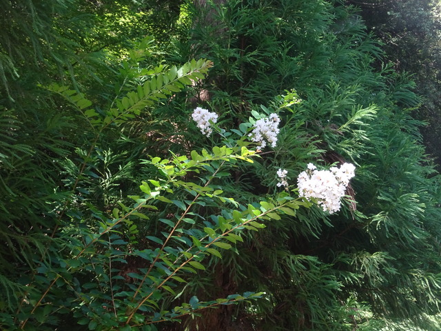 百日紅　花　白　参道 (2)