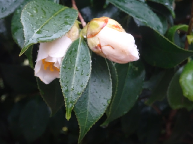 椿　白　蕾　黒門 (4)
