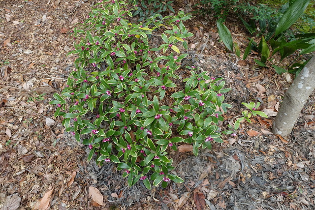 沈丁花　紅　花少し (1)