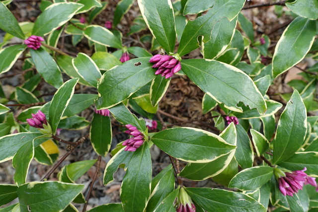 沈丁花　紅　花少し (5)
