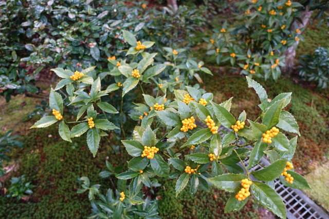 2411千両　紅・黄　実 (2)