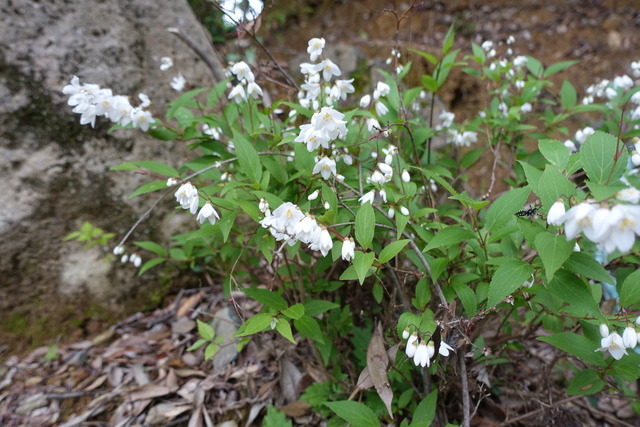 ヒメウツギ　白　花　低木　日本庭園 (5)