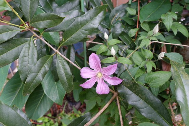 テッセン　花 (2)