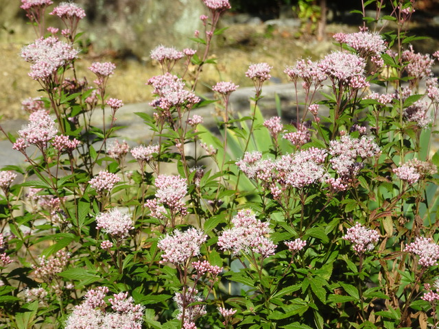 フジバかマ　花日本庭園 (2)