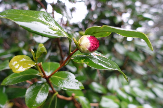 椿　紅八重　蕾 (3)