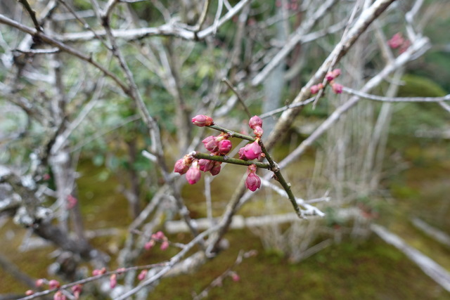 紅梅　花　ちらほら2401 (1)
