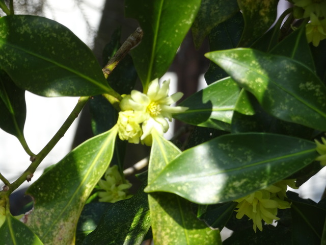 シキビ　白花 (2)