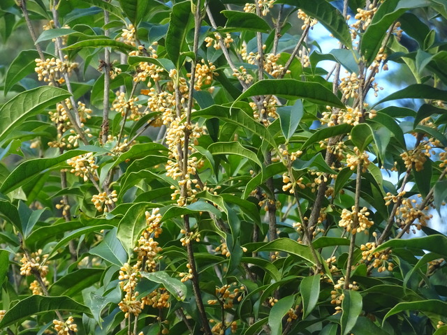 金木犀　花　25　1 (7)