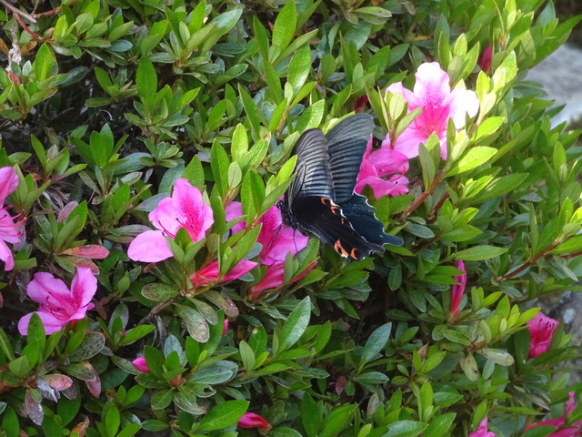 アゲハ　ツツジ　蜜吸い (2)
