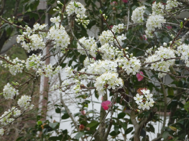 スモモの花開花 (2)