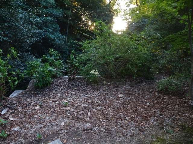 彼岸花　谷崖横　花2410 (3)