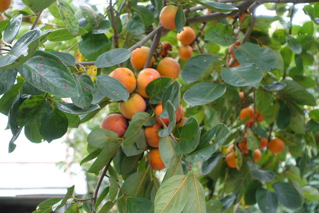 渋柿　熟した実 (2)