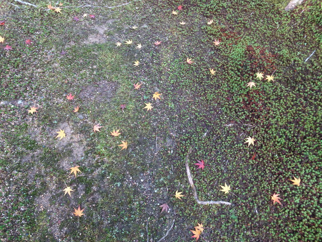 苔　池横　紅葉 (5)