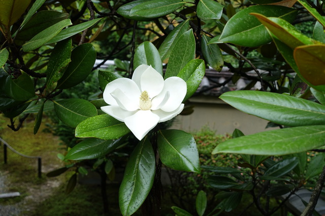 タイサンボク　花白 (1)
