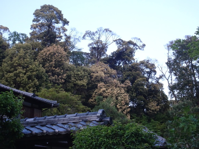 椎の花　山之上　白から茶色 (5)