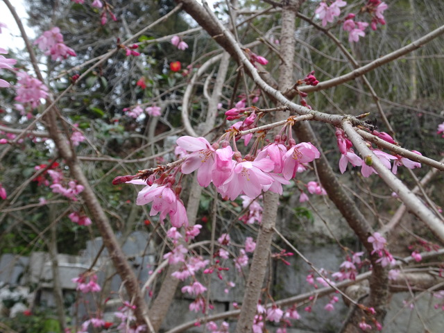 しだれ桜　花開花　日本庭園 (4)