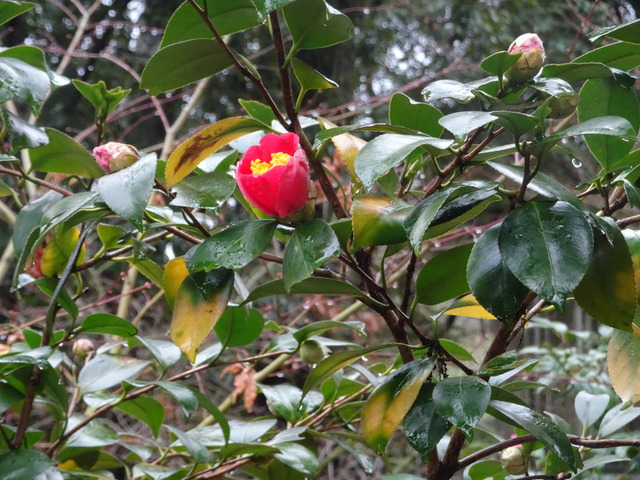 椿　紅　花一輪　自然樹園