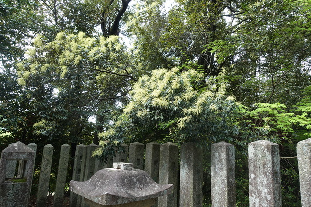 椎の花　白　西郷碑 (1)
