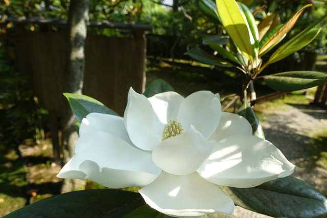 タイサンボク　蕾　花白 (2)