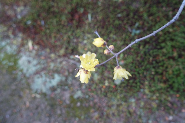 蠟梅　花一本 (3)
