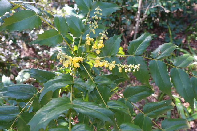 柊南天　花　黄色 (3)