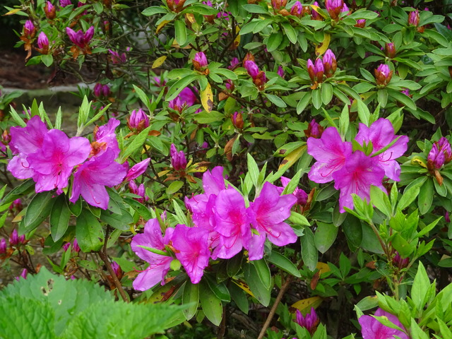 つつじ　花紅 (3)