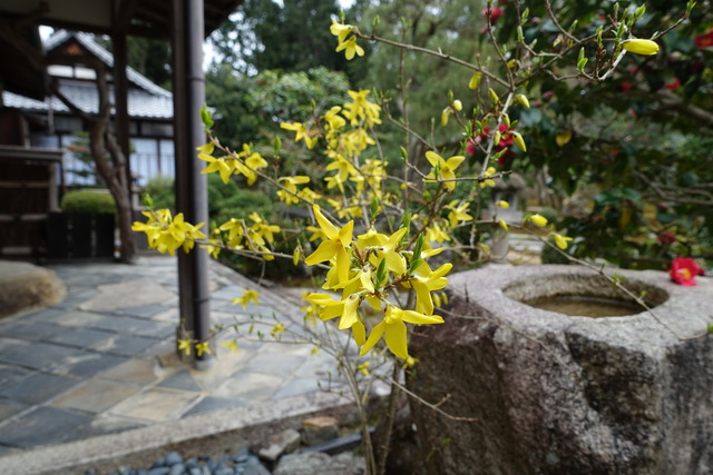 レンギョウ　花 (4)