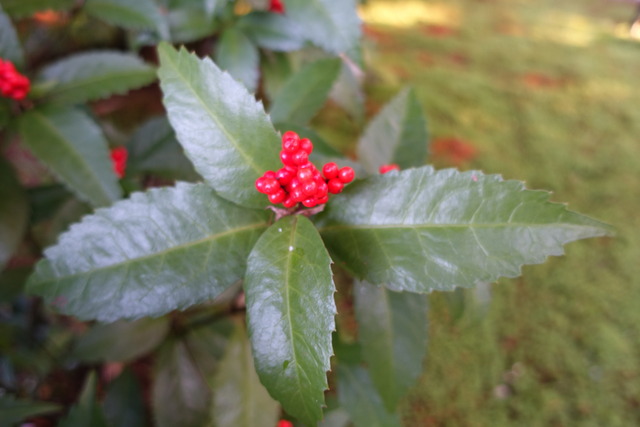 千両　実紅　離れ東 (6)