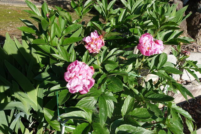 シャクヤク　花３輪　日本庭園 (1)